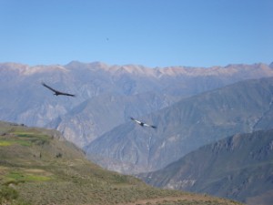 Cânion do Colca