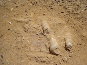 Parque Nacional de Paracas - Fósseis
